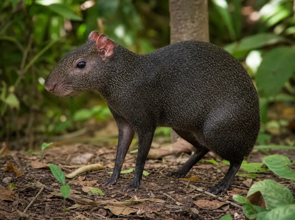 Aguti czarny – Dasyprocta fuliginosa