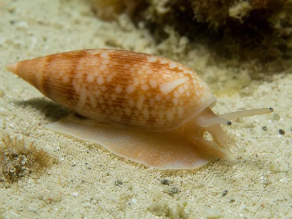 Ślimak Oliva bulbosa