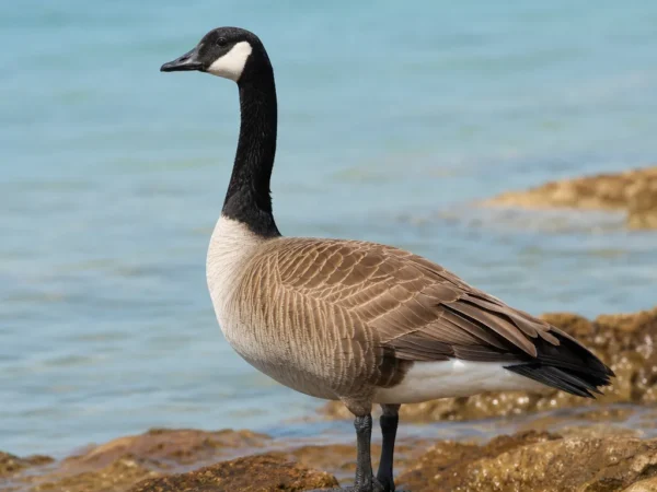 Bernikla bermudzka – Branta canadensis hutchinsii
