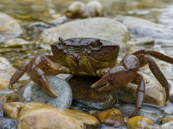 Krab słodkowodny europejski - Potamon fluviatile - krab słodkowodny