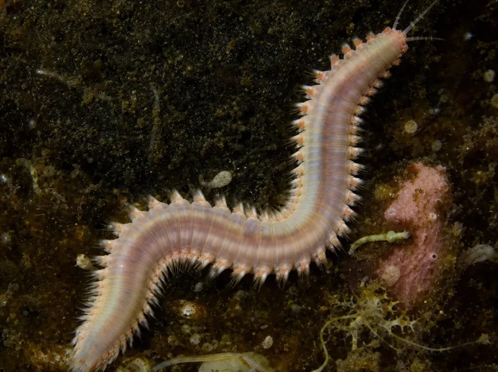 Eunice norvegica - Eunice norvegica - wieloszczet