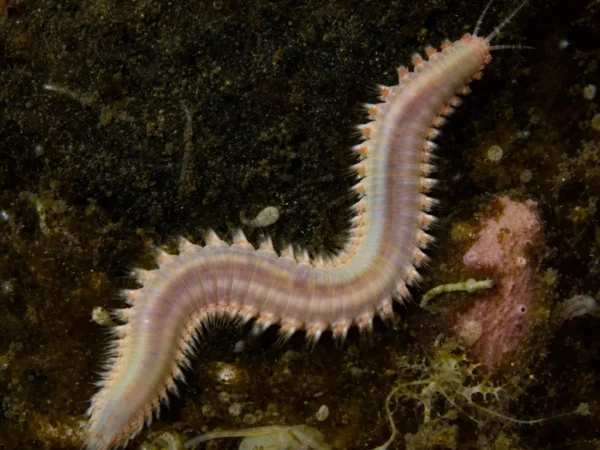 Eunice norvegica - Eunice norvegica - wieloszczet