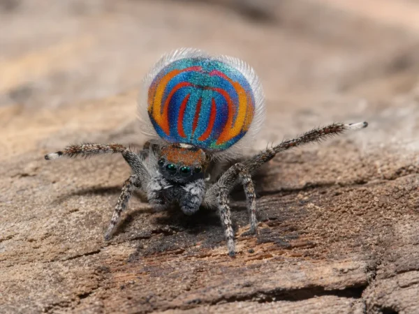 Pająk pawik błyszczący - Maratus splendens - pająk