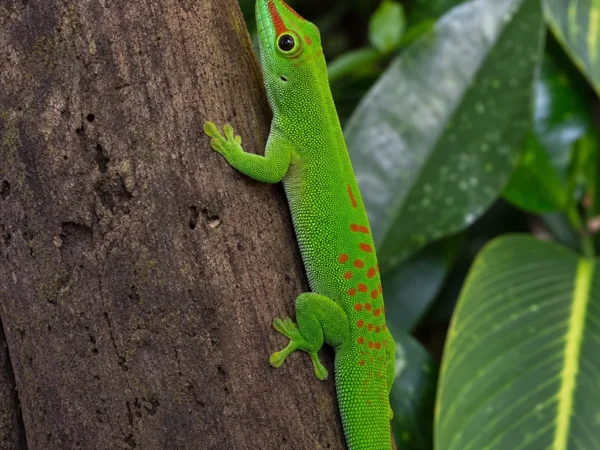 Gekon madagaskarski barwny – Phelsuma madagascariensis