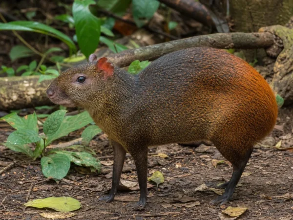 Aguti czerwony – Dasyprocta leporina