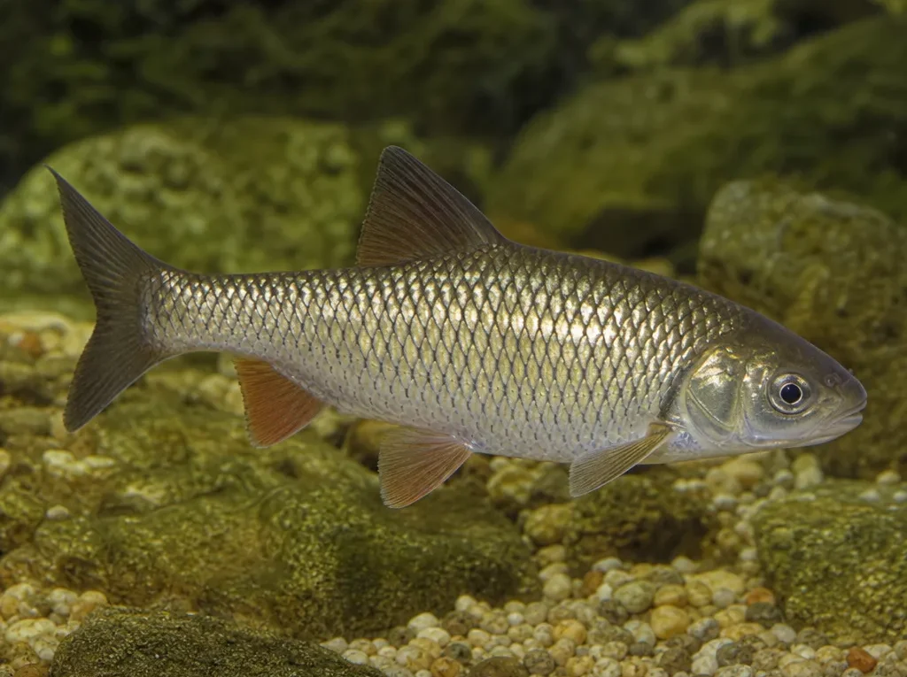 Barbus macedonicus