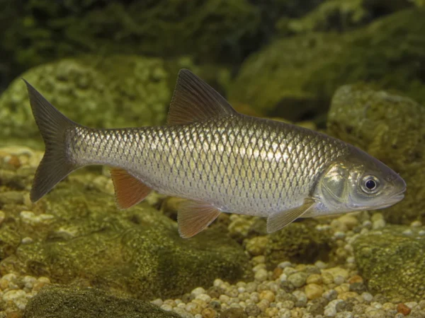 Barbus macedonicus