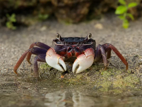 Krab bata – Parasesarma pictum