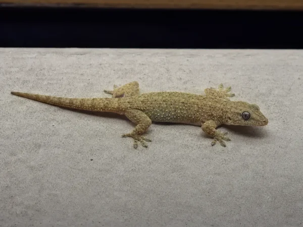 Gekon dachowy indyjski – Hemidactylus flaviviridis