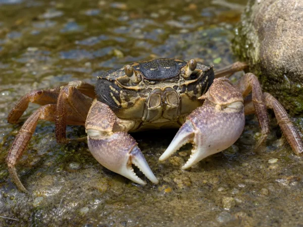 Krab słodkowodny afrykański - Potamonautes perlatus - krab słodkowodny