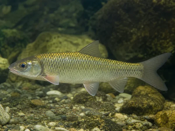 Luciobarbus bocagei