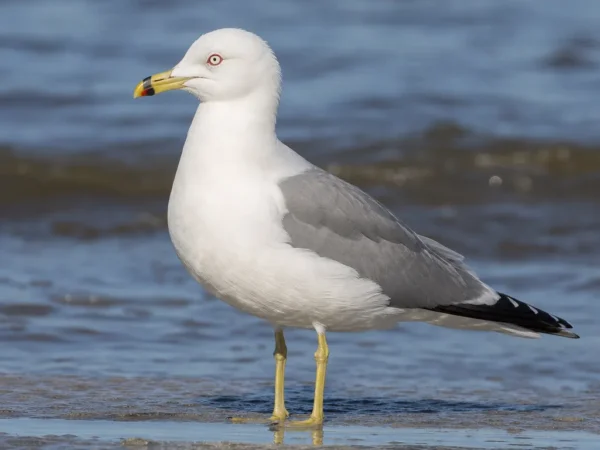 Białooka mewa – Larus leucophthalmus