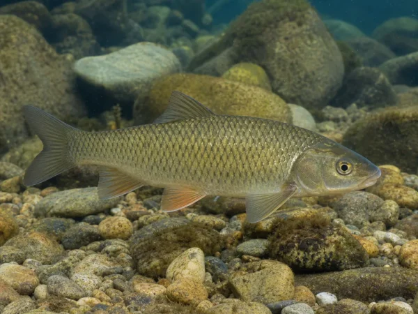 Luciobarbus graellsii