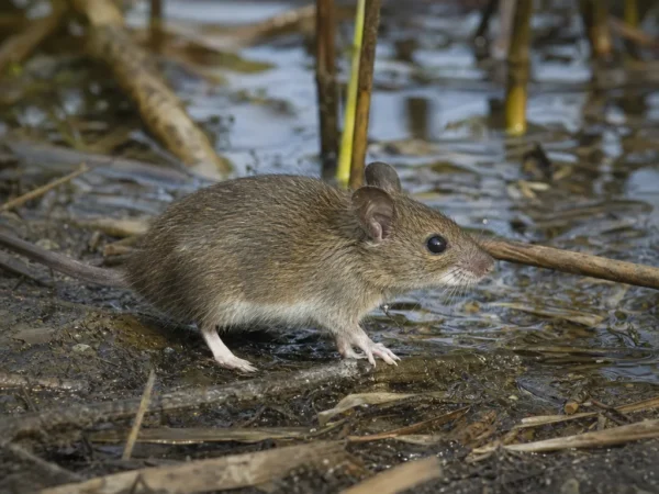 Mysz bagienna – Oryzomys palustris