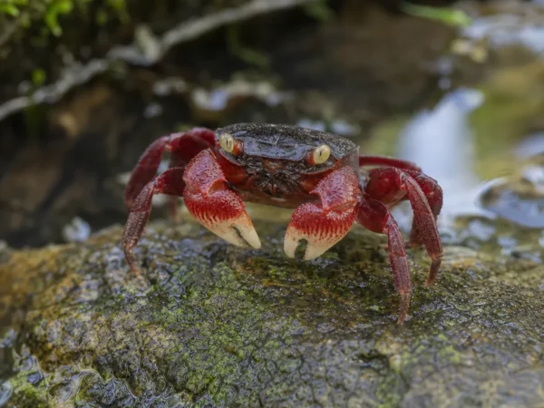 Krab wampir - Geosesarma dennerle - krab słodkowodny