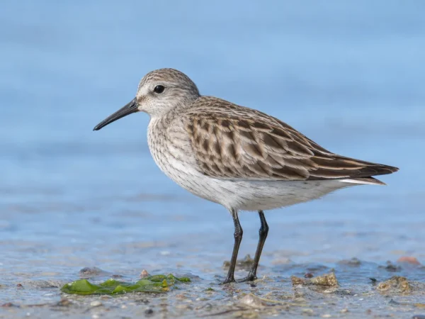 Bargełek – Calidris temminckii