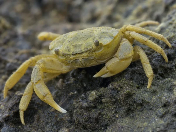 Krab cytrynowy – Neoliomera pubescens