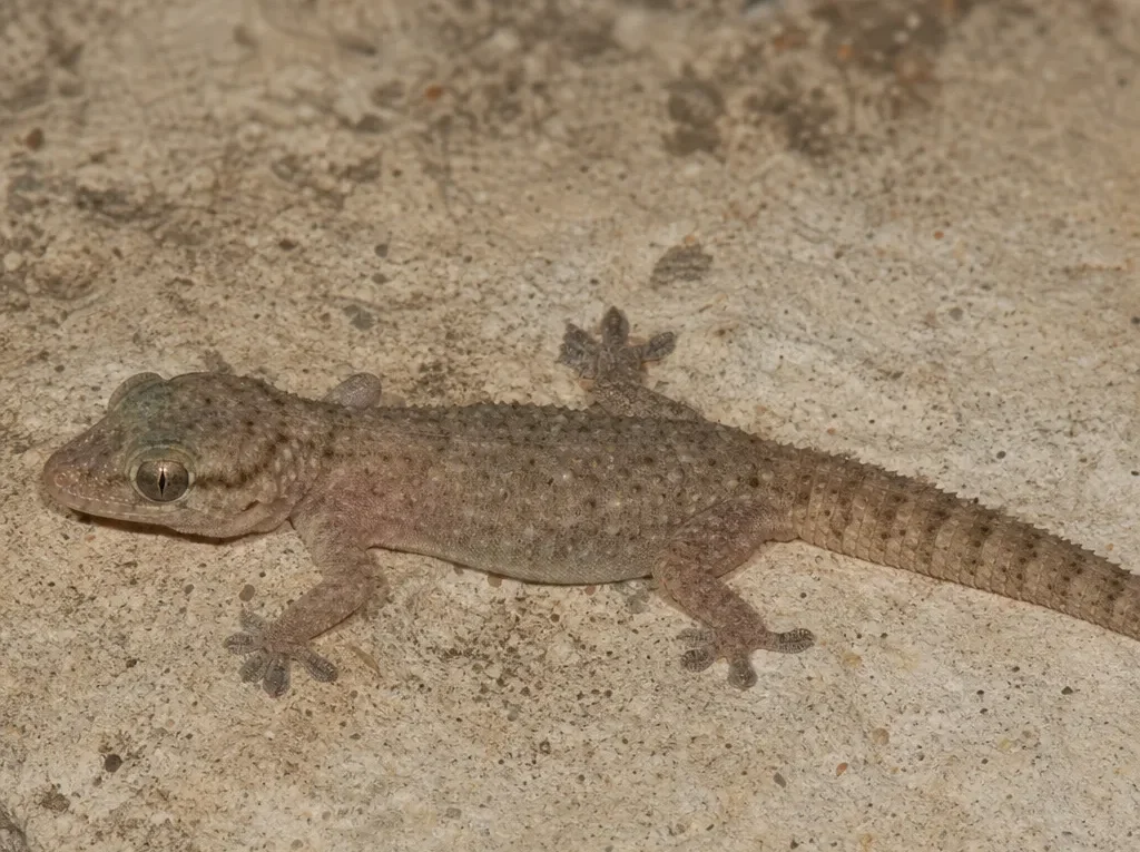 Gekon syryjski – Hemidactylus turcicus
