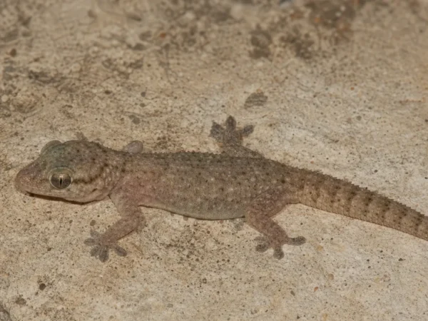 Gekon syryjski – Hemidactylus turcicus