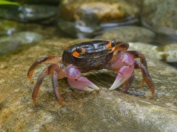 Krab mandarynkowy - Geosesarma notophorum - krab słodkowodny