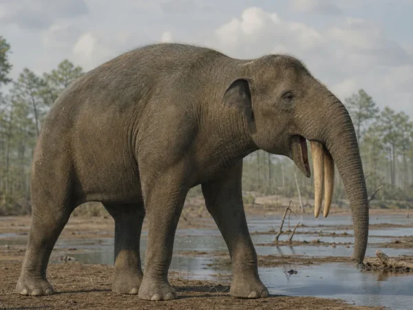 Deinoterium - Deinotherium giganteum