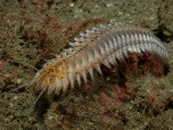 Marphysa kingbergii - Marphysa kingbergii - wieloszczet