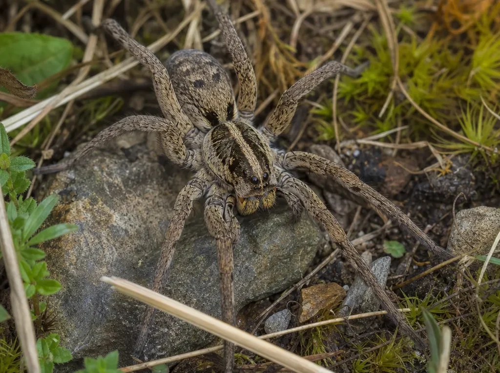 Wałęsak karoliński - Hogna carolinensis - pająk