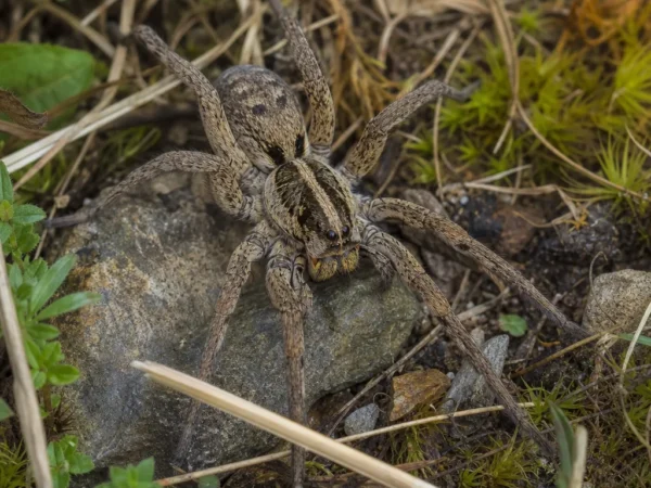 Wałęsak karoliński - Hogna carolinensis - pająk