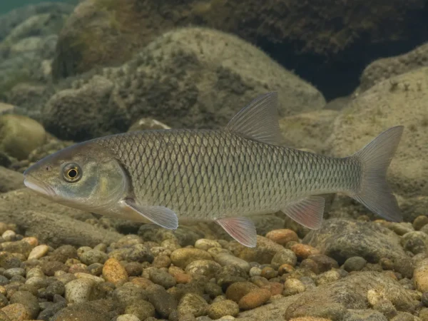 Luciobarbus sclateri