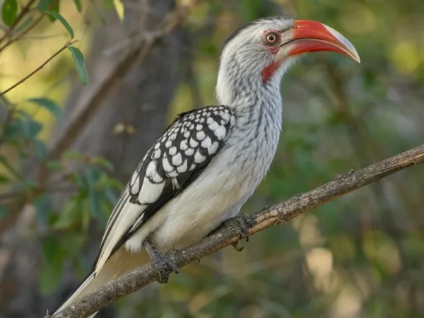 Białorog – Tockus alboterminatus
