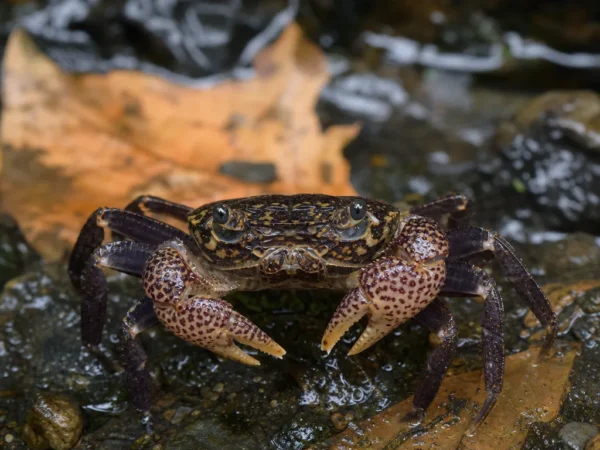 Krab pantera - Parathelphusa pantherina - krab słodkowodny