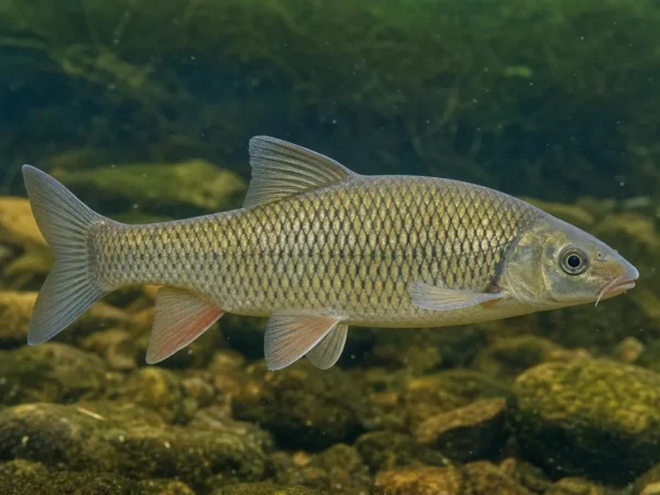 Luciobarbus microcephalus