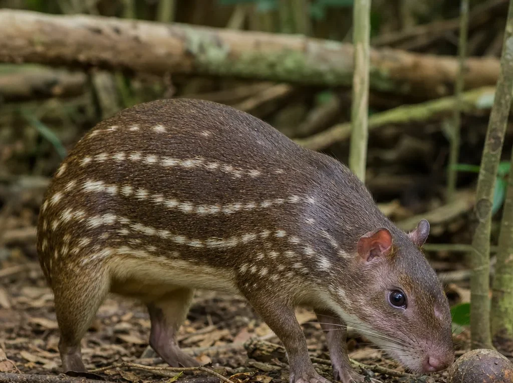 Paka nizinna – Cuniculus paca