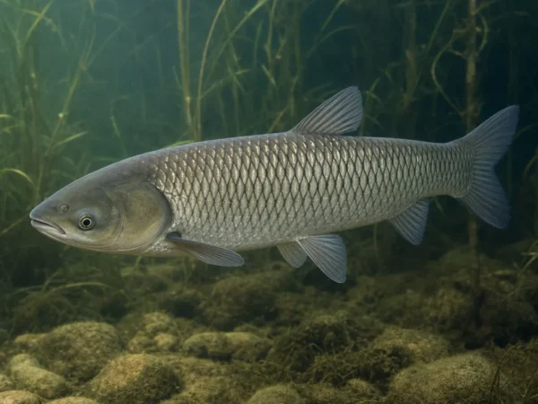 Amur biały - Ctenopharyngodon idella