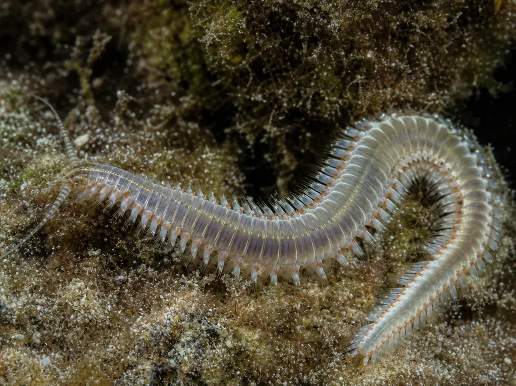 Marphysa mossambica - Marphysa mossambica - wieloszczet