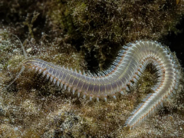 Marphysa mossambica - Marphysa mossambica - wieloszczet