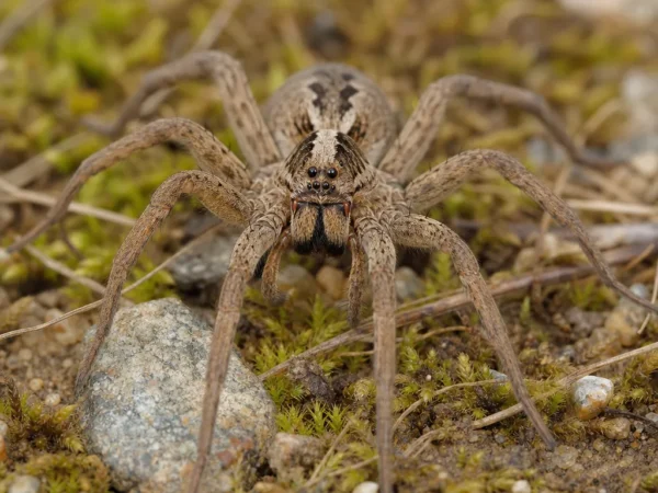 Wilczy pająk szczotkonogi - Schizocosa ocreata - pająk