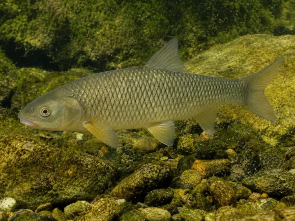 Luciobarbus capito