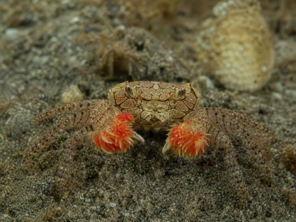 Krab pom-pom - Lybia tessellata - krab