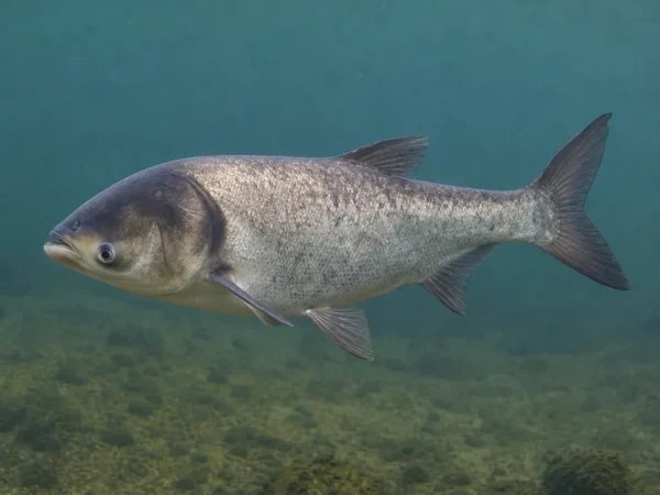 Tołpyga pstra - Hypophthalmichthys nobilis