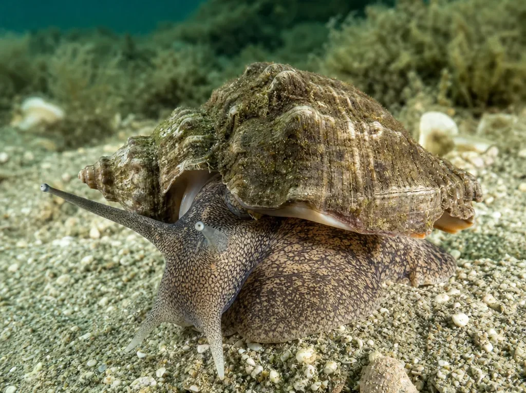 Ślimak Rapana rapiformis