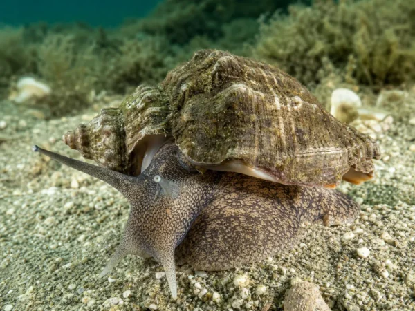 Ślimak Rapana rapiformis