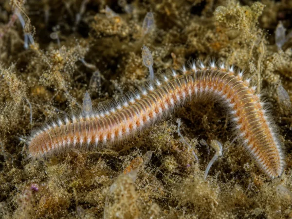 Nothria conchylega - Nothria conchylega - wieloszczet