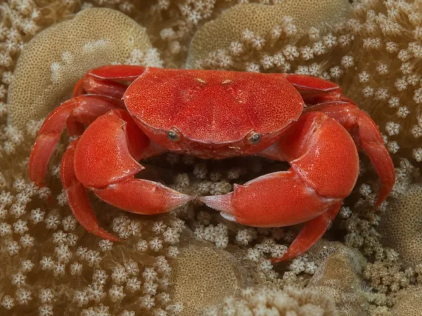 Krab koralowy czerwony - Trapezia cymodoce - krab