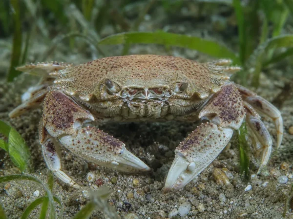 Krab maskowy - Corystes cassivelaunus - krab
