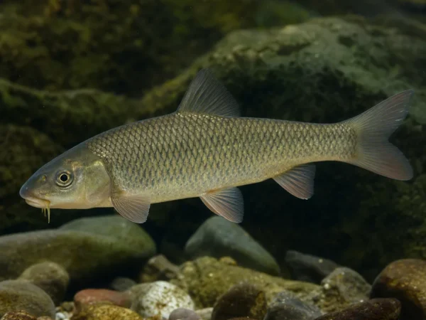 Luciobarbus mursa