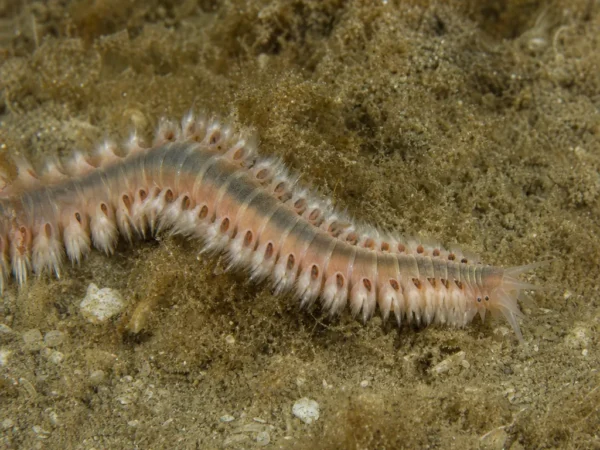 Lysidice collaris - Lysidice collaris - wieloszczet