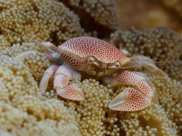 Krab koralowy plamisty - Trapezia rufopunctata - krab