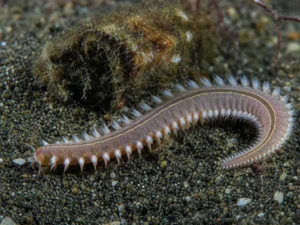 Lumbrineris latreilli - Lumbrineris latreilli - wieloszczet
