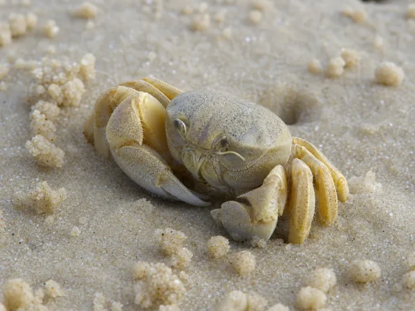 Krab piaskowy atlantycki - Emerita talpoida - krab piaskowy